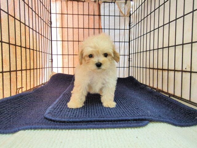 〇　ミックス犬    (オス) №６６