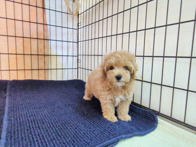 〇　ミックス犬    (メス) №６８