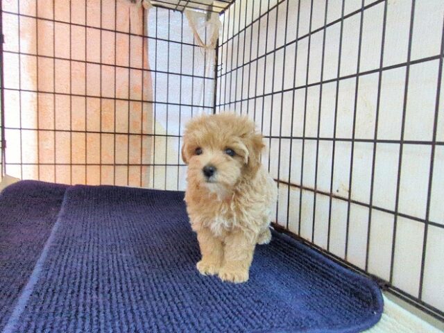 〇　ミックス犬    (メス) №６８