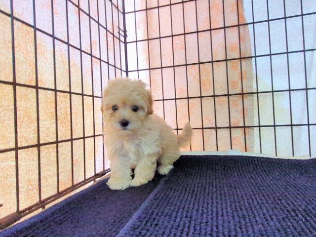 ミックス犬    (メス) №６９