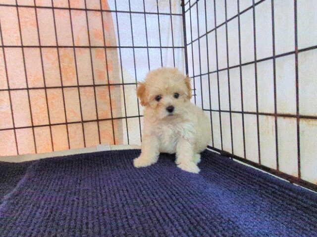 ミックス犬    (メス) №７０