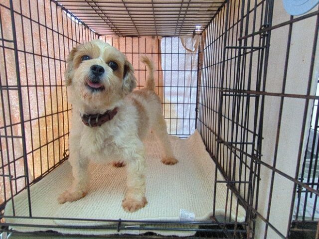 ミックス犬  (メス) 　　　　　【里親募集です】