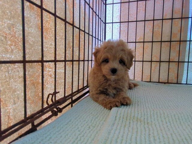 ミックス犬    (オス) №７４