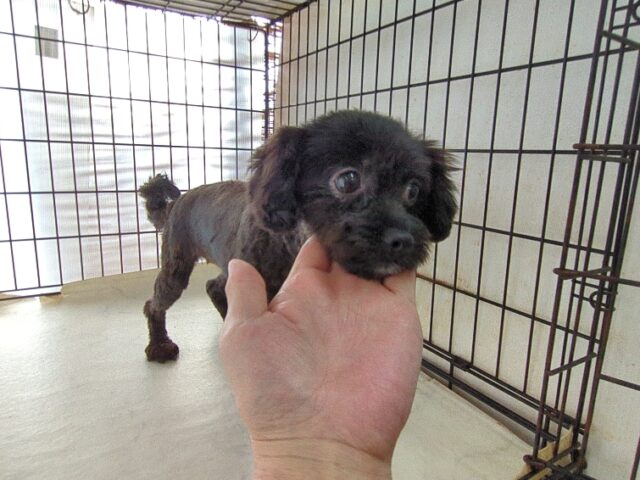 ミックス犬  (メス) 　　　　　【里親募集です】