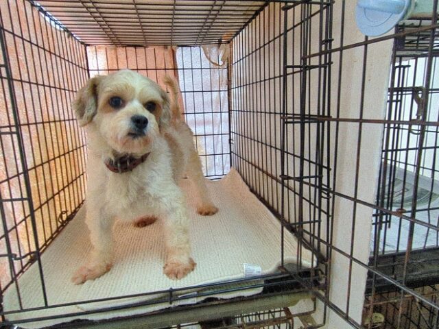 ミックス犬  (メス) 　　　　　【里親募集です】