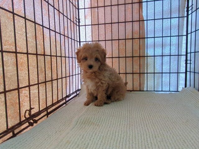 ミックス犬    (オス) №７４