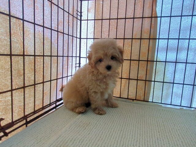 ミックス犬    (オス) №７５