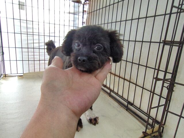 ミックス犬  (メス) 　　　　　【里親募集です】