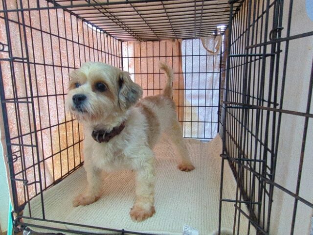 ミックス犬  (メス) 　　　　　【里親募集です】