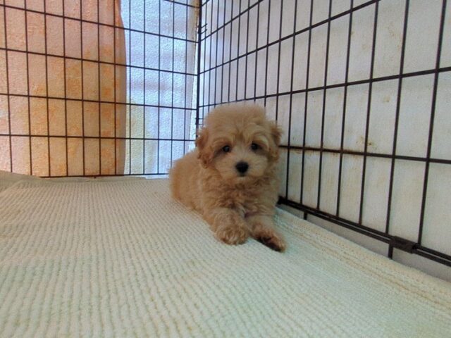 ミックス犬    (オス) №７５