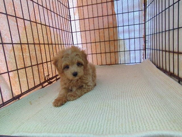 ミックス犬    (オス) №７４