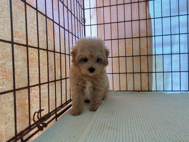 ミックス犬    (オス) №７５