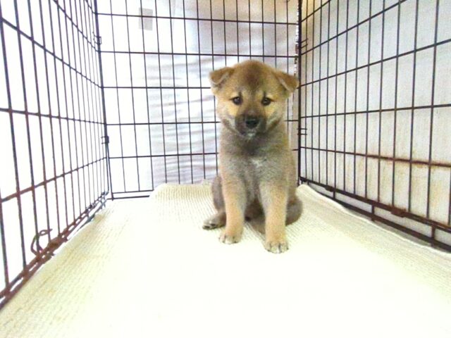 柴犬　（メス）№８５　　　　　　　　　　　　　　