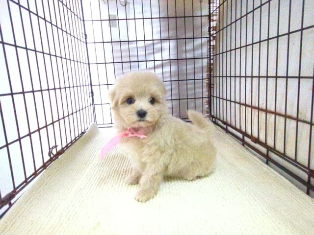 ミックス犬    (メス) №９２　　