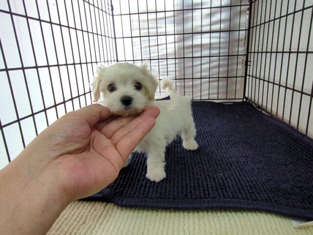 ミックス犬    (オス) №９７　　