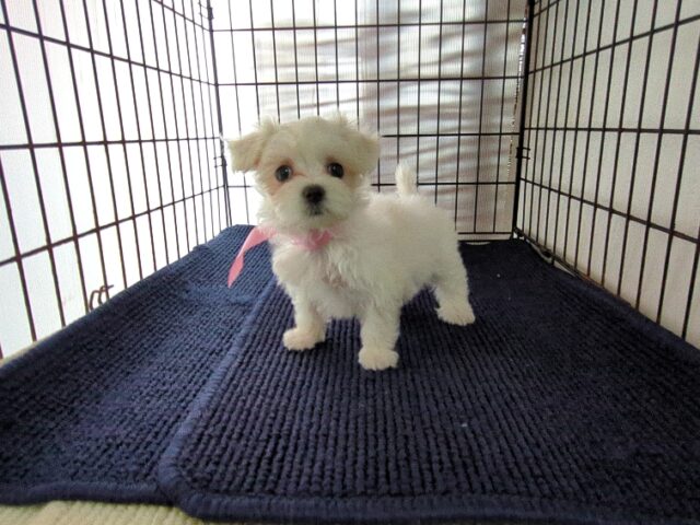 ミックス犬    (メス) №９８　　