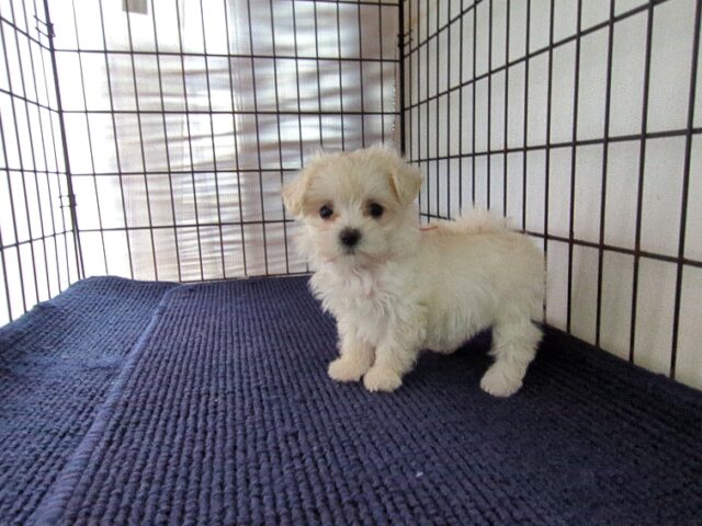ミックス犬    (メス) №９９　　