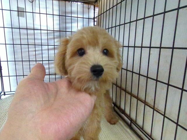 ミックス犬    (オス) №７３　　