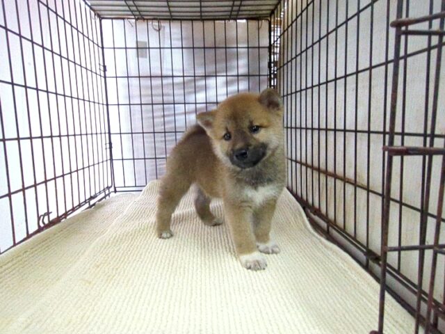 柴犬　（オス）№８４　　　　　　　　　　　　　　