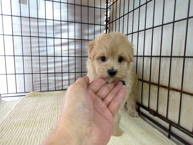 ミックス犬    (オス) №９１　　