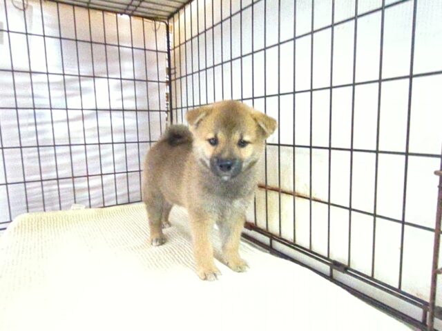 柴犬　（メス）№８５　　　　　　　　　　　　　　
