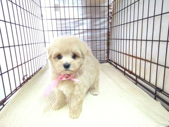 ミックス犬    (メス) №９２　　