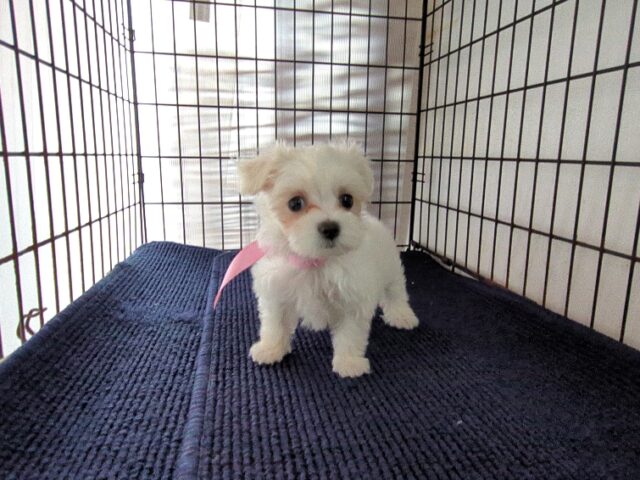 ミックス犬    (メス) №９８　　