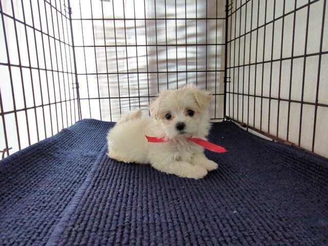 ミックス犬    (メス) №９９　　