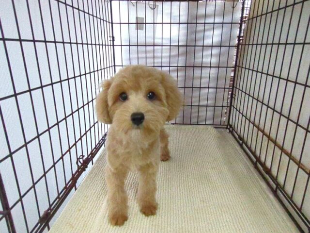 ミックス犬    (オス) №７３　　