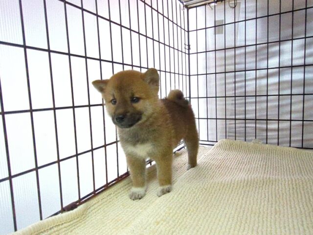 柴犬　（オス）№８４　　　　　　　　　　　　　　