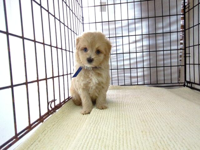 ミックス犬    (オス) №９１　　
