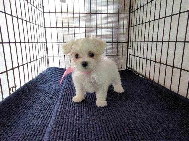 ミックス犬    (メス) №９８　　