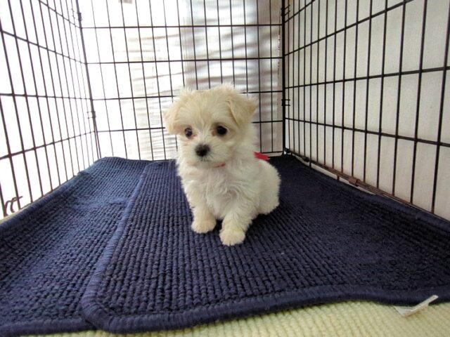 ミックス犬    (メス) №９９　　