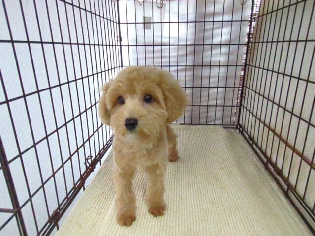 ミックス犬    (オス) №７３　　