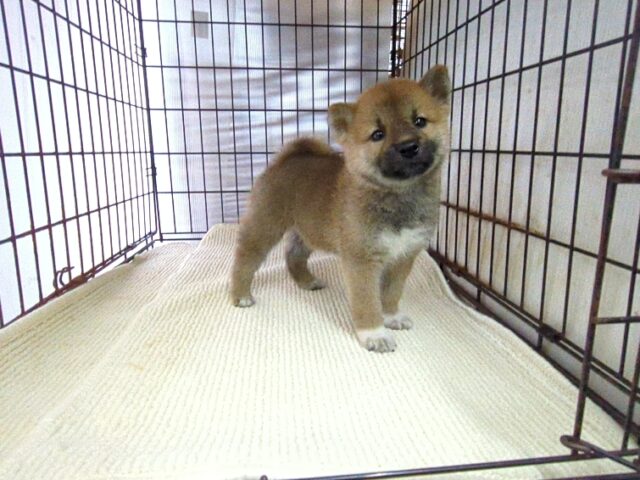 柴犬　（オス）№８４　　　　　　　　　　　　　　
