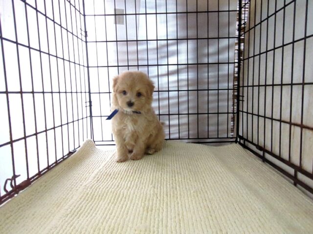 ミックス犬    (オス) №９１　　
