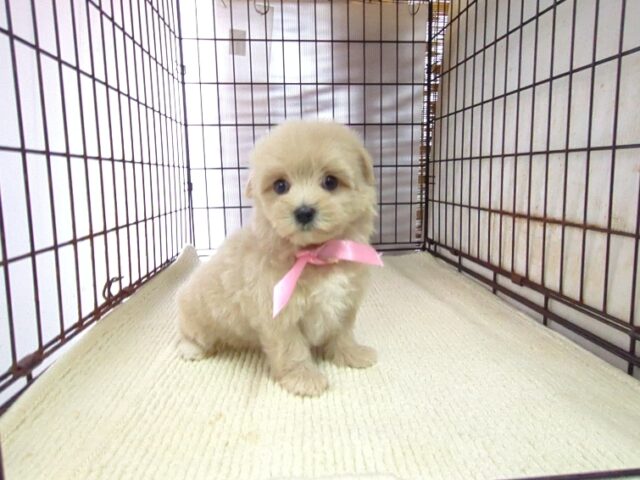 ミックス犬    (メス) №９２　　