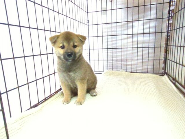 柴犬　（メス）№８５　　　　　　　　　　　　　　