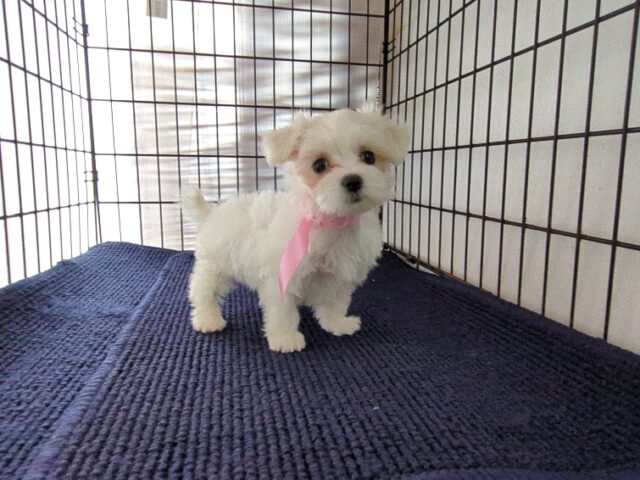 ミックス犬    (メス) №９８　　
