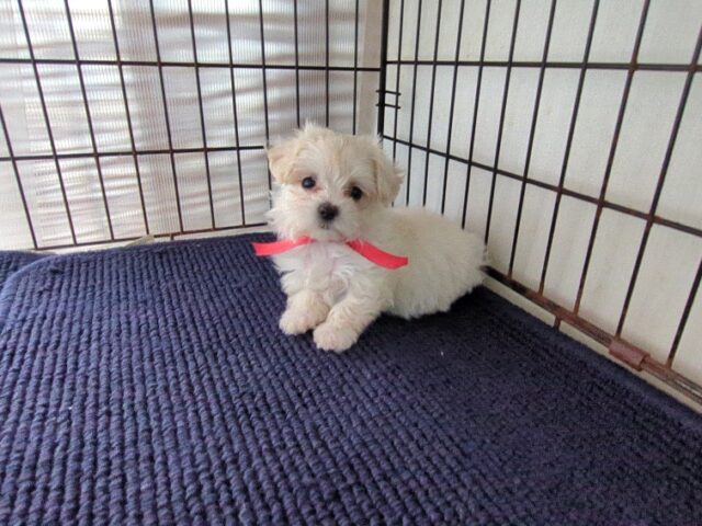 ミックス犬    (メス) №９９　　