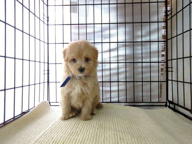 ミックス犬    (オス) №９１　　