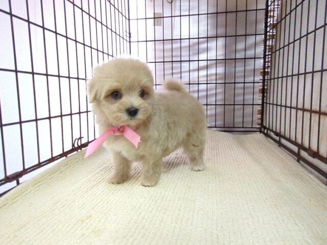 ミックス犬    (メス) №９２　　