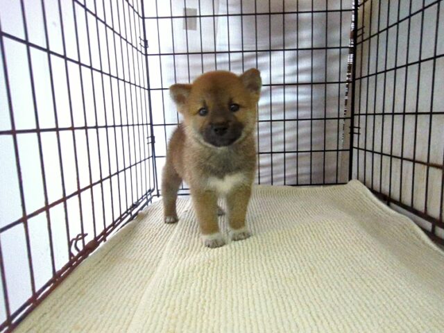柴犬　（オス）№８４　　　　　　　　　　　　　　