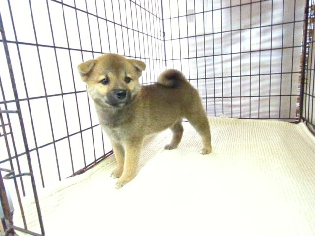 柴犬　（メス）№８５　　　　　　　　　　　　　　