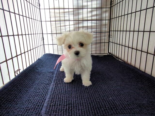 ミックス犬    (メス) №９８　　