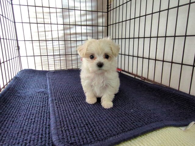 ミックス犬    (メス) №９９　　