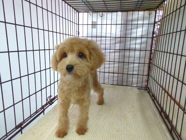 ミックス犬    (オス) №７３　　