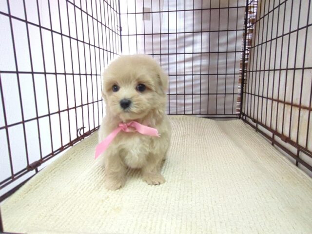 ミックス犬    (メス) №９２　　
