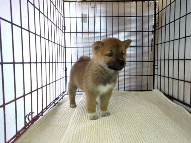 柴犬　（オス）№８４　　　　　　　　　　　　　　