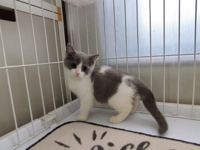 ブリティッシュ　ショートヘア（メス）№９３　　　　　　　　　　　　　